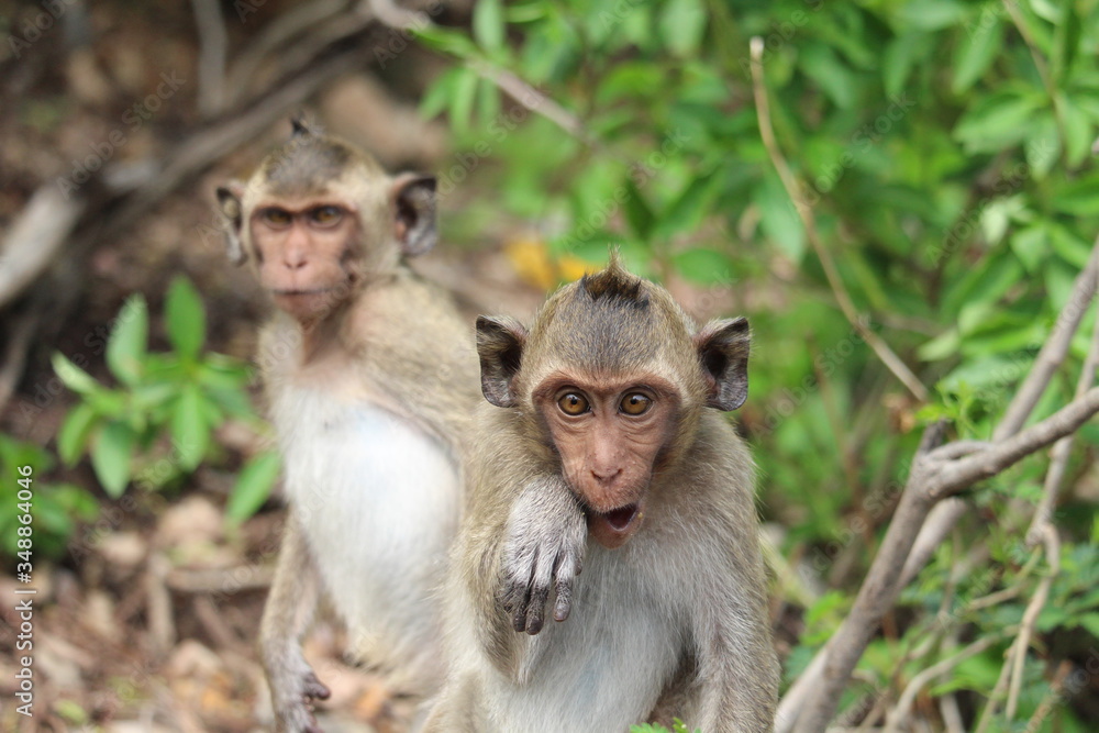 The little monkey is looking for something on a natural hill surrounded by many trees.