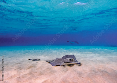 Fotografie Southern stingray (Hypanus americanus), Stingray City, Grand Cayman, Cayman Isla