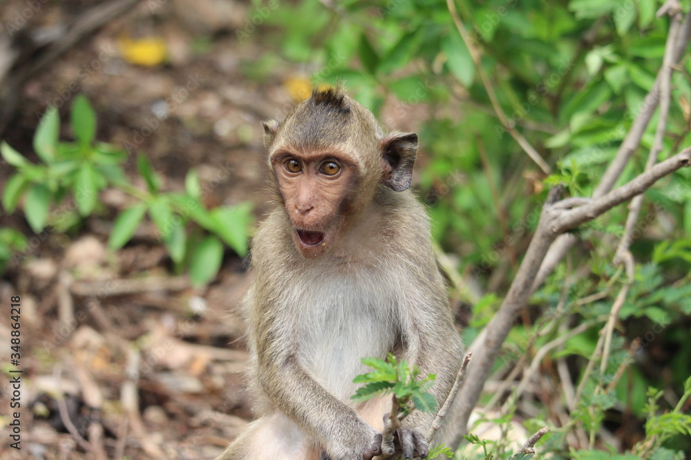 The little monkey is looking for something on a natural hill surrounded by many trees. The little monkey is looking for something on a natural hill surrounded by many trees.