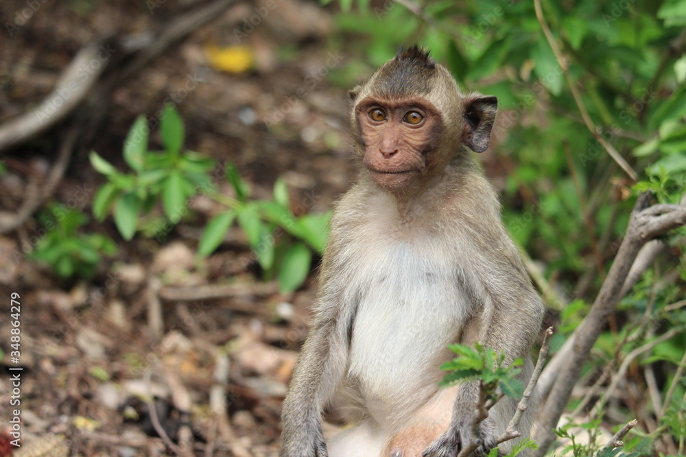 The little monkey is looking for something on a natural hill surrounded by many trees. The little monkey is looking for something on a natural hill surrounded by many trees.