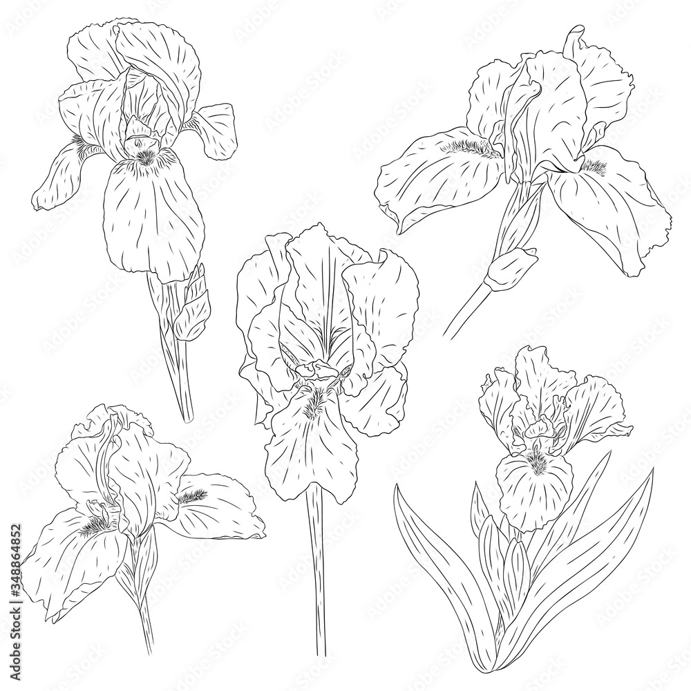 Set of blooming iris flowers. Collection of colors with texture in the outline style. Sketch for the design of cards and invitations. Black-white Botanical vector. Drawn by hand and isolated on white.