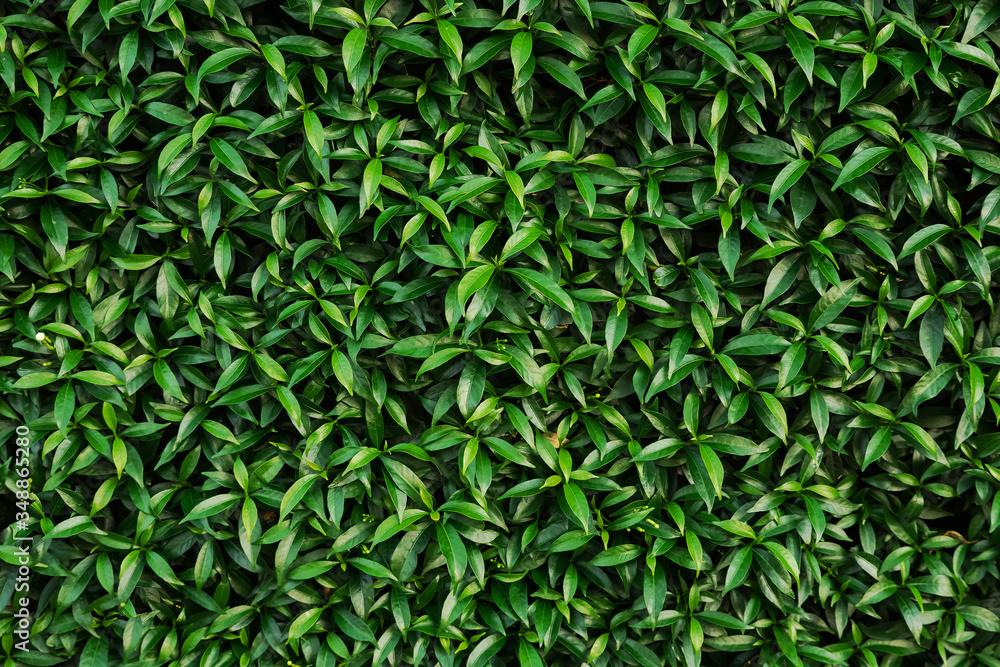 texture green foliage of shrub close up texture green foliage of shrub close up