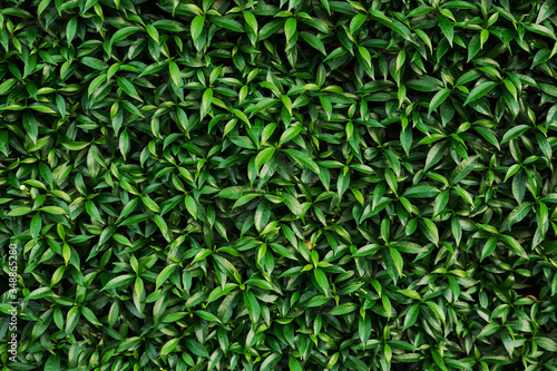 texture green foliage of shrub close up