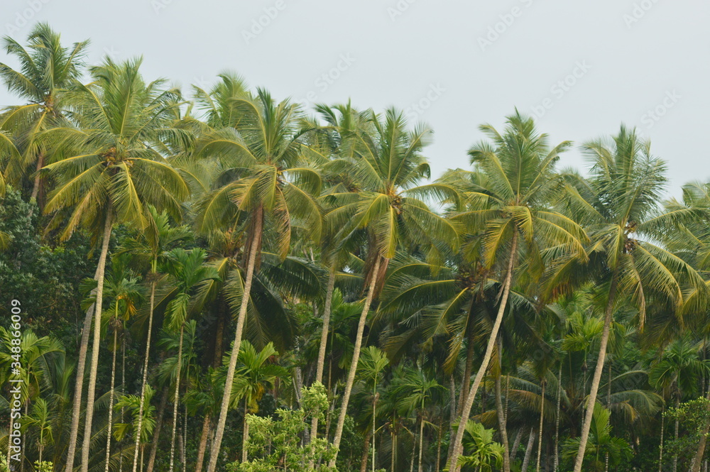 Coconut tree plantation in kerala village Coconut tree plantation in kerala village