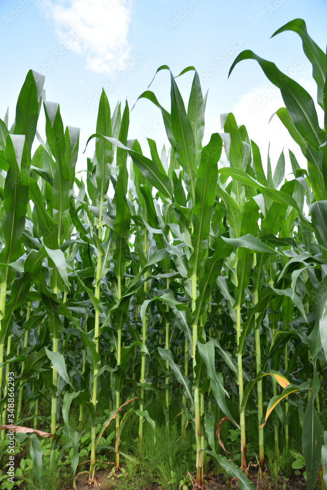 Obraz premium Corn filed in summer time