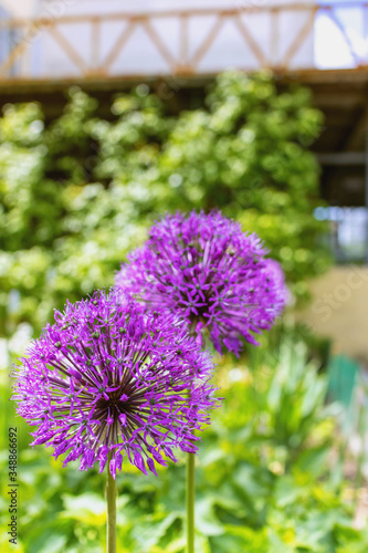 Violet round allium flowers on home garden background.