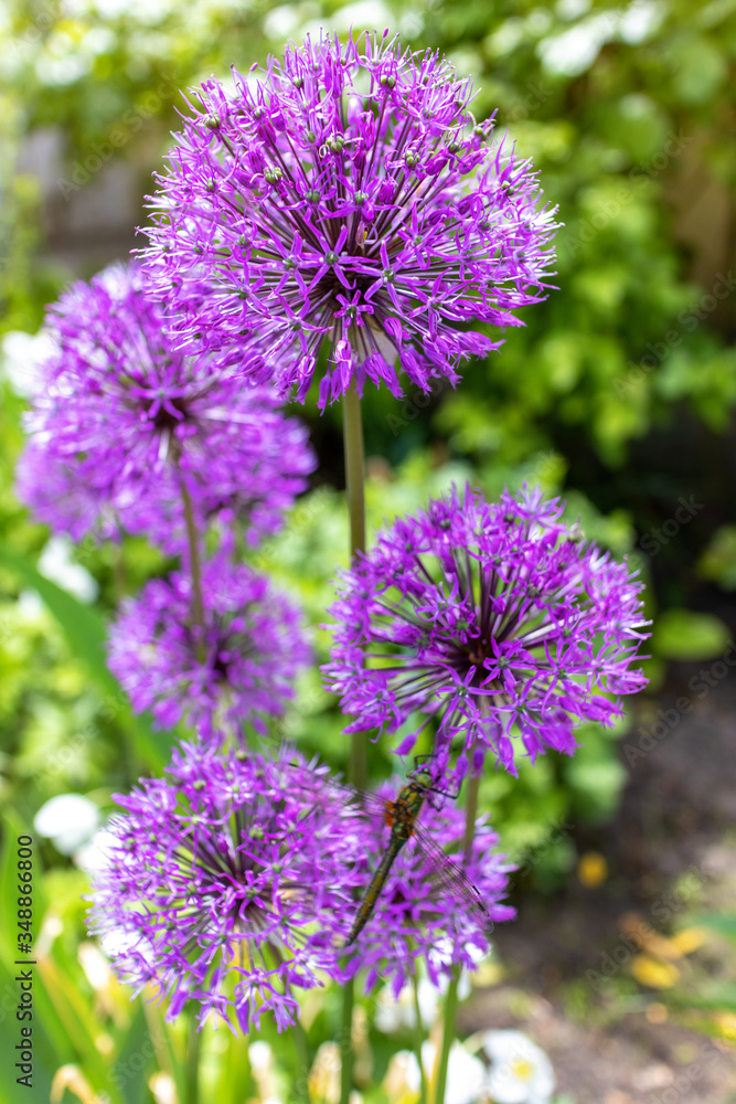 Violet round allium flowers on home garden background. Violet round allium flowers on home garden background.