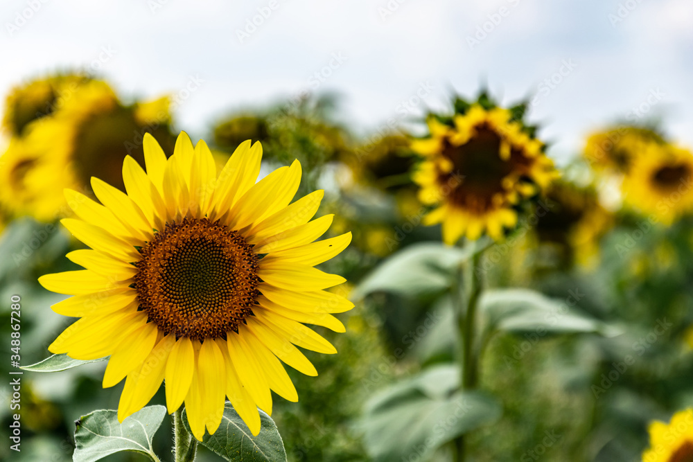 Sunflowers on the field in the sunshine. Sunny day and large yellow flowers growing side by side. Cultivation and upcoming harvests.