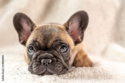 Fototapeta Naklejka Na Ścianę i Meble -  french bulldog puppy