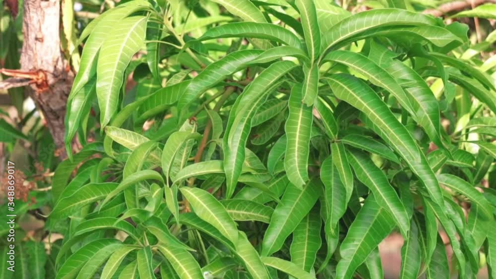Bunch of green mango on tree in garden.Mango Tree Full of Mangoes in Garden,selective focus without, mango gree leaves Bunch of green mango on tree in garden.Mango Tree Full of Mangoes in Garden,selective focus without, mango gree leaves