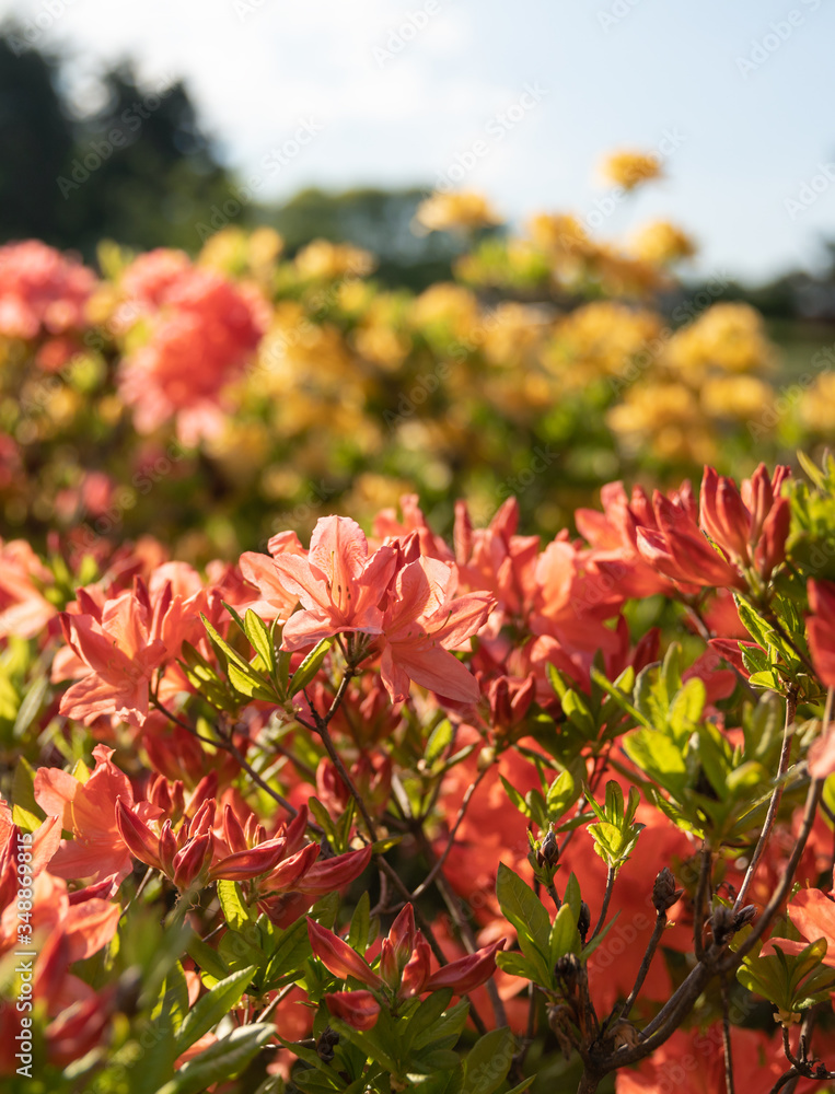 Bush of delicate orange flowers of azalea