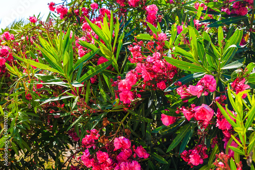 Blooming bougainvillea. Magenta bougainvillea flowers. Bougainvillea flowers as a background.