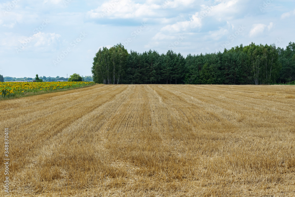 Stubble field after grain harvest. Rural landscape after the harvest. Golden field, green trees and blue sky.