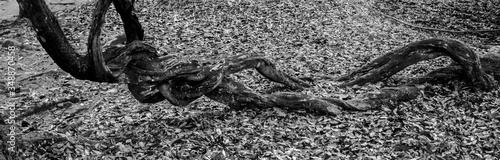 Agony.
Conceptual black and white picture of a tree's roots who looks like a distorted creature who could represent pain, agony, suffering or the idea of ecology.