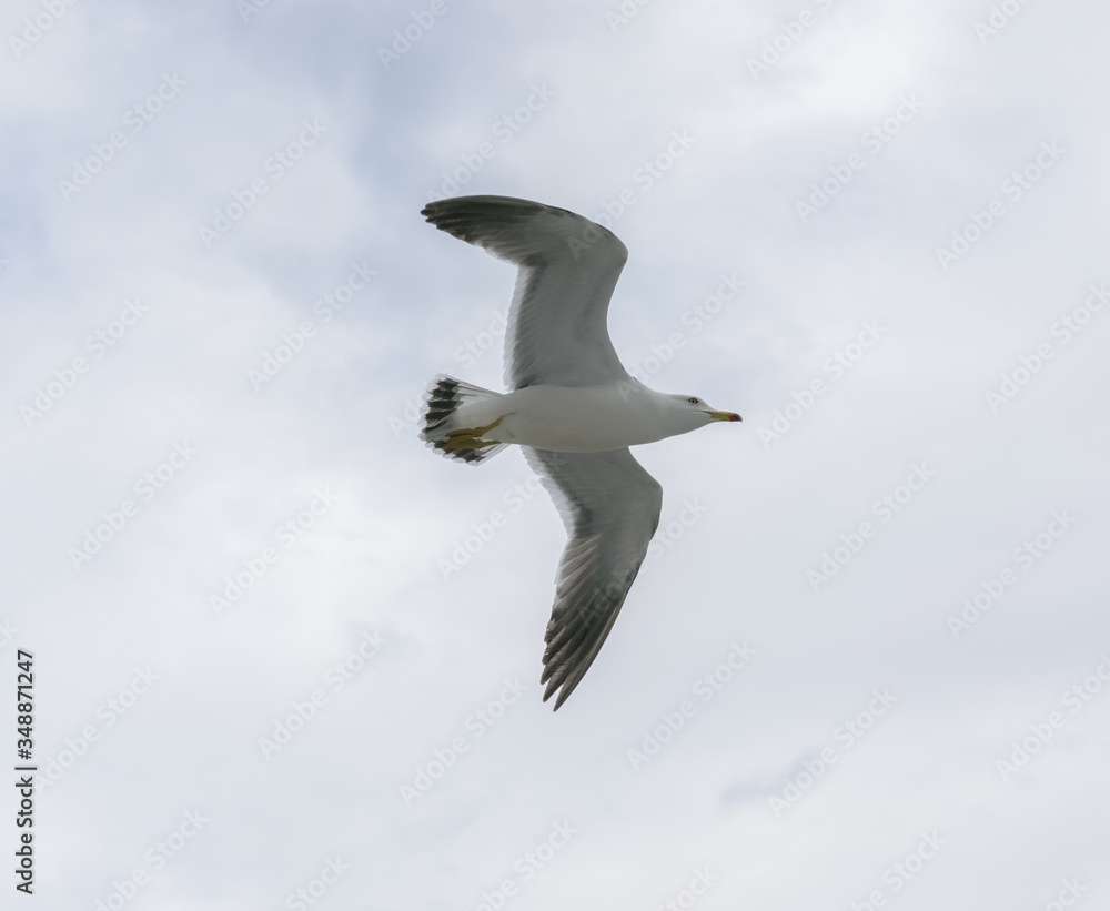 Obraz premium Flying seagull over blue sky.