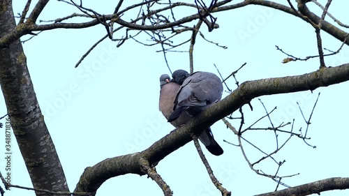 doves kissing in tree, pigeon, Dove, Bird
