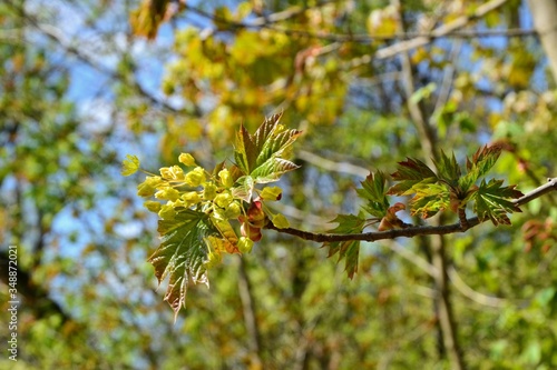 Fresh green leaves and flowers of the maple tree (Acer pseudoplatanus). Blooming maple tree branches. Springtime. Green flowers of a blooming maple tree in a springtime. Selective focus
