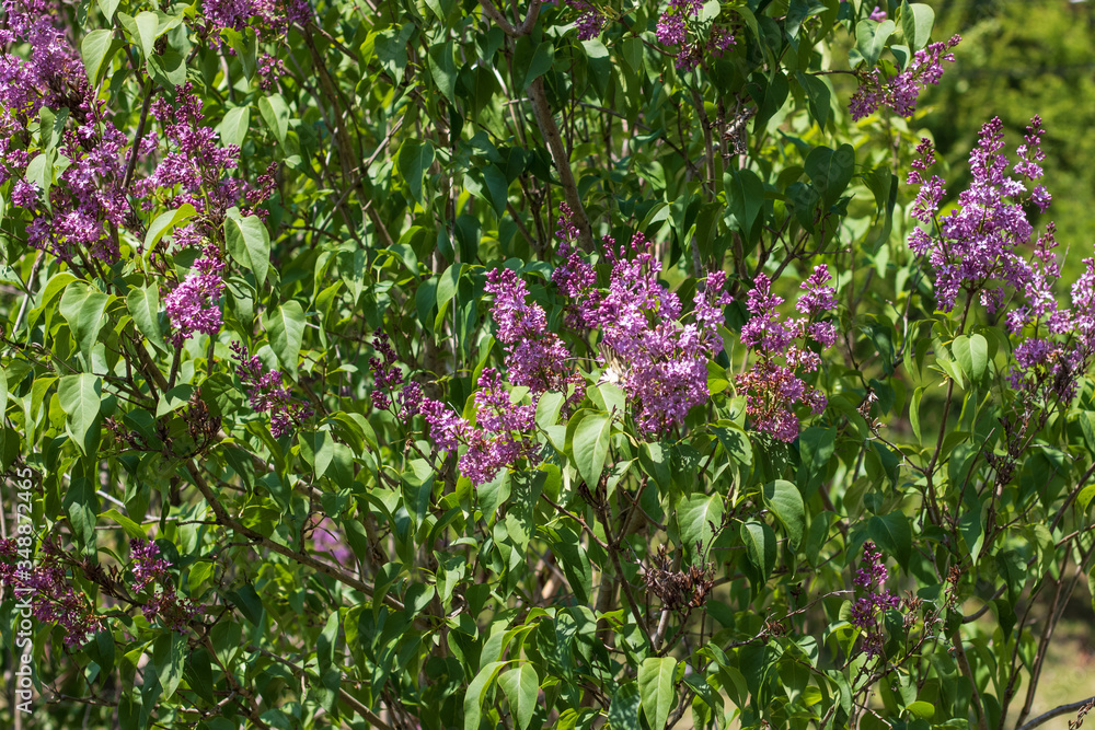 Lilac flowers spring blooming scene. Blossom lilac flowers in spring. Spring lilac flowers blooming. Spring lilac bush blooming against the blue sky
