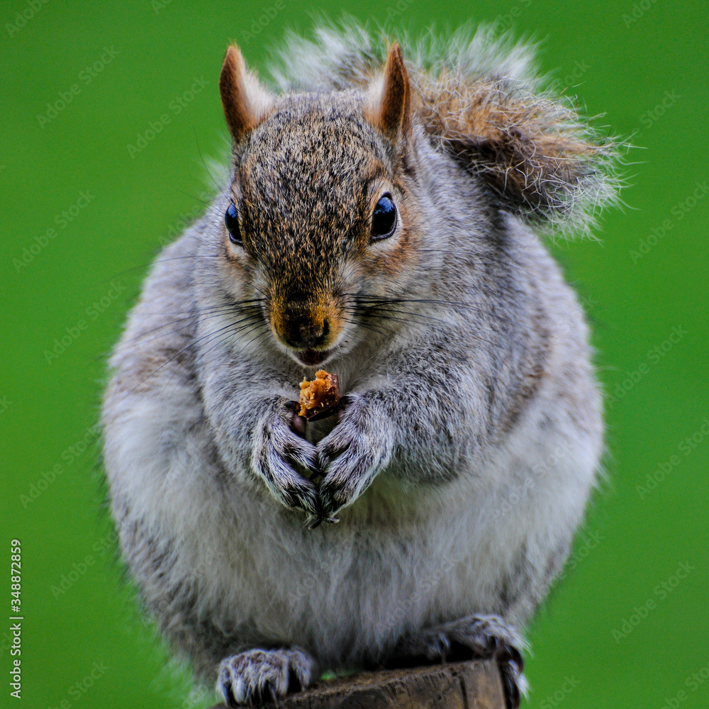 Obraz premium Squirrel