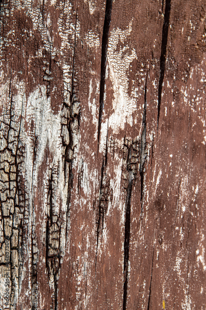 interesting original natural background from an old brownish tree trunk in close-up interesting original natural background from an old brownish tree trunk in close-up