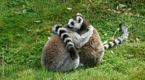 Canvastavla Lemurs Embracing On Grassy Field At Cotswold Wildlife Park