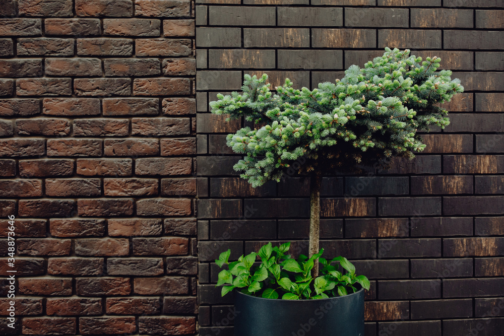 Conifer on a background of a brown brick wall, natural leaf background. Green tree on the wall texture Conifer on a background of a brown brick wall, natural leaf background. Green tree on the wall texture