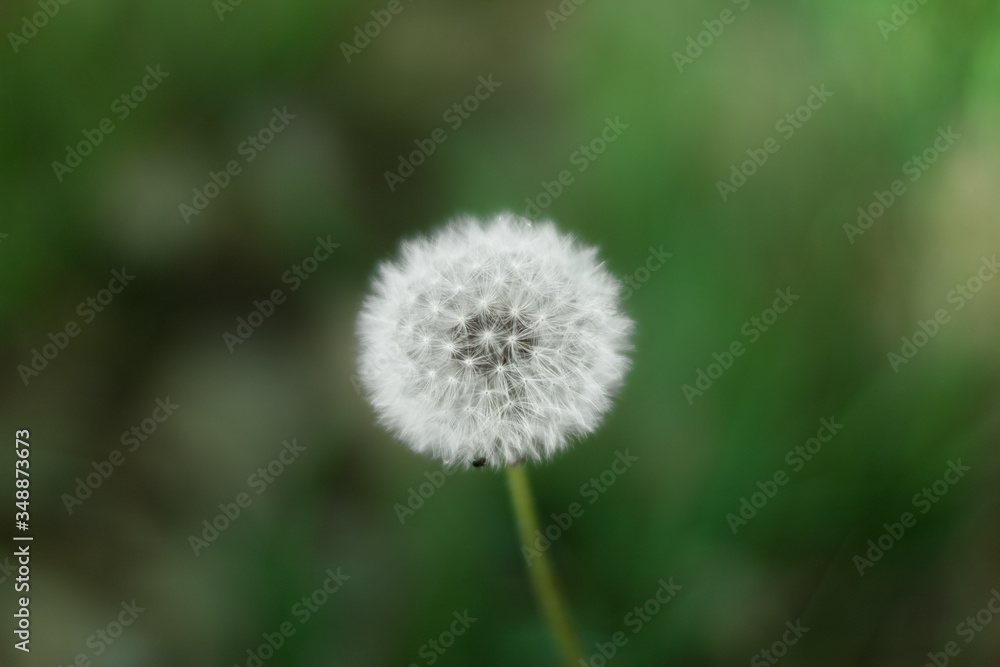 Dandelion sharp in focus with green background Dandelion sharp in focus with green background