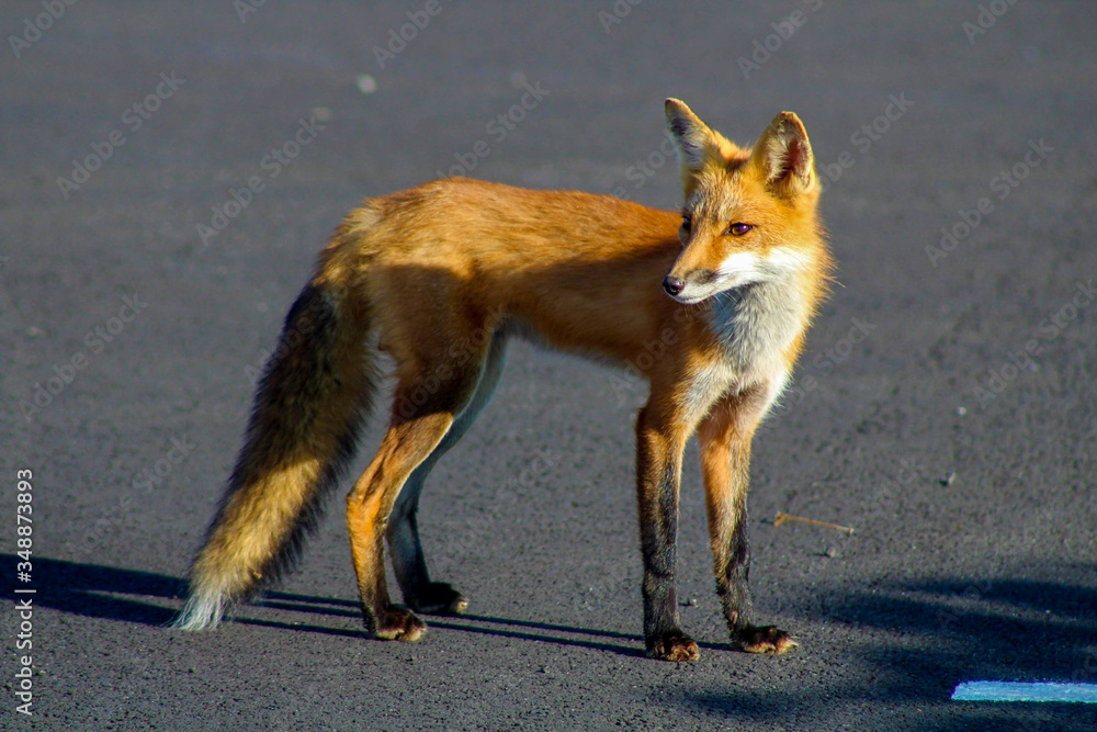 Obraz premium red fox in the wild