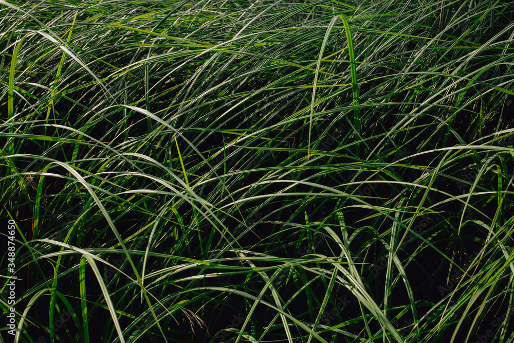 Obraz premium Tropical green leaves,Rhapis humilis Blume, Reed rhapis, Slender lady palm,Nature background