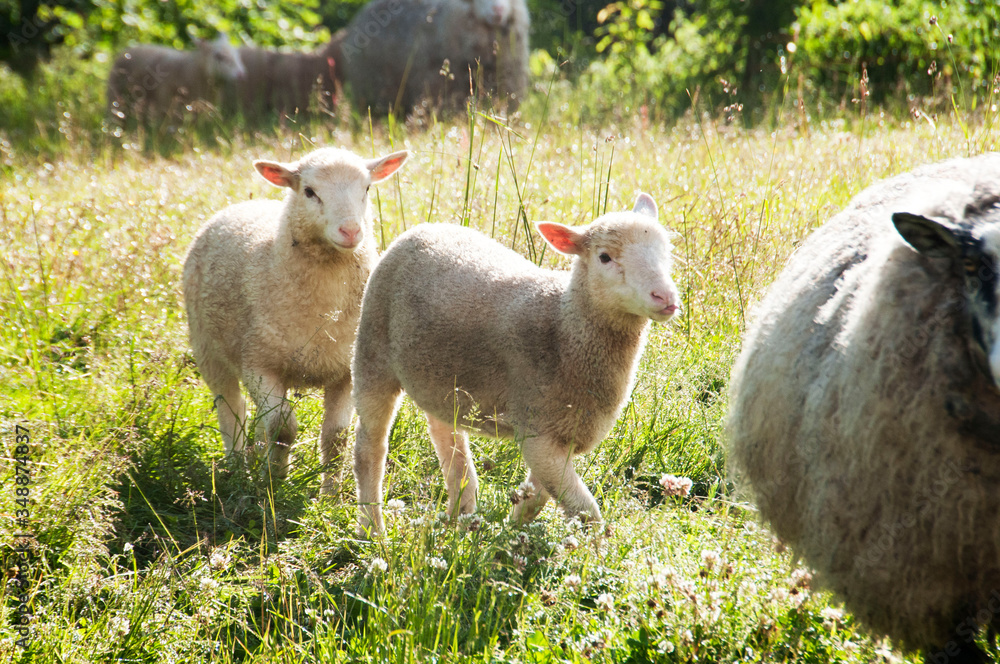 Obraz premium lambs and sheep in the morning light 
