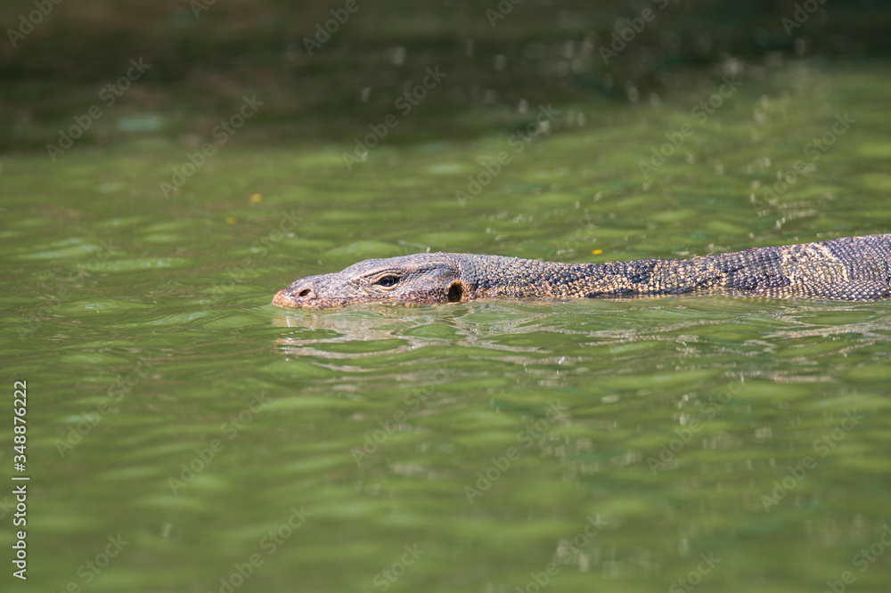 Monitor lizard (Varanus salvator) live in Lumpini park, Bangkok Monitor lizard (Varanus salvator) live in Lumpini park, Bangkok