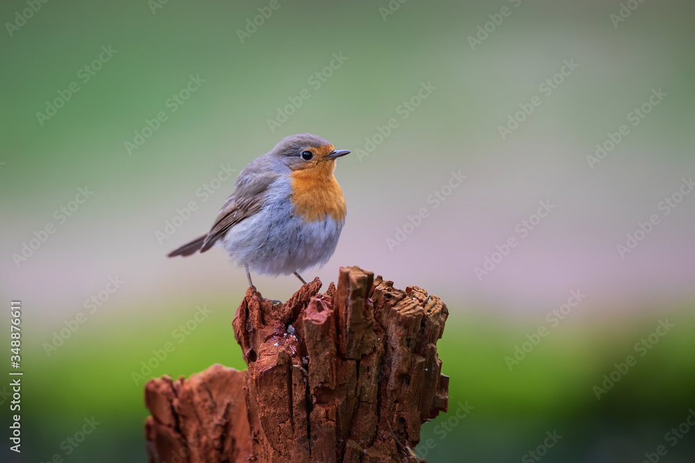 robin standing on a tree stump in the forest in the Netherlands