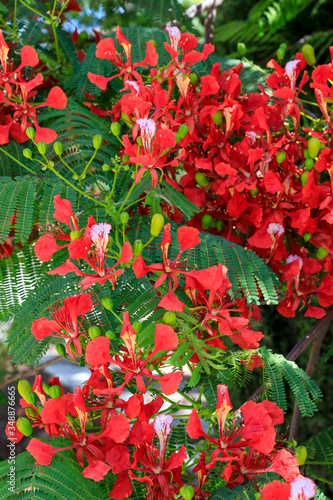 Flammenbaum mit leuchtend roten Blüten