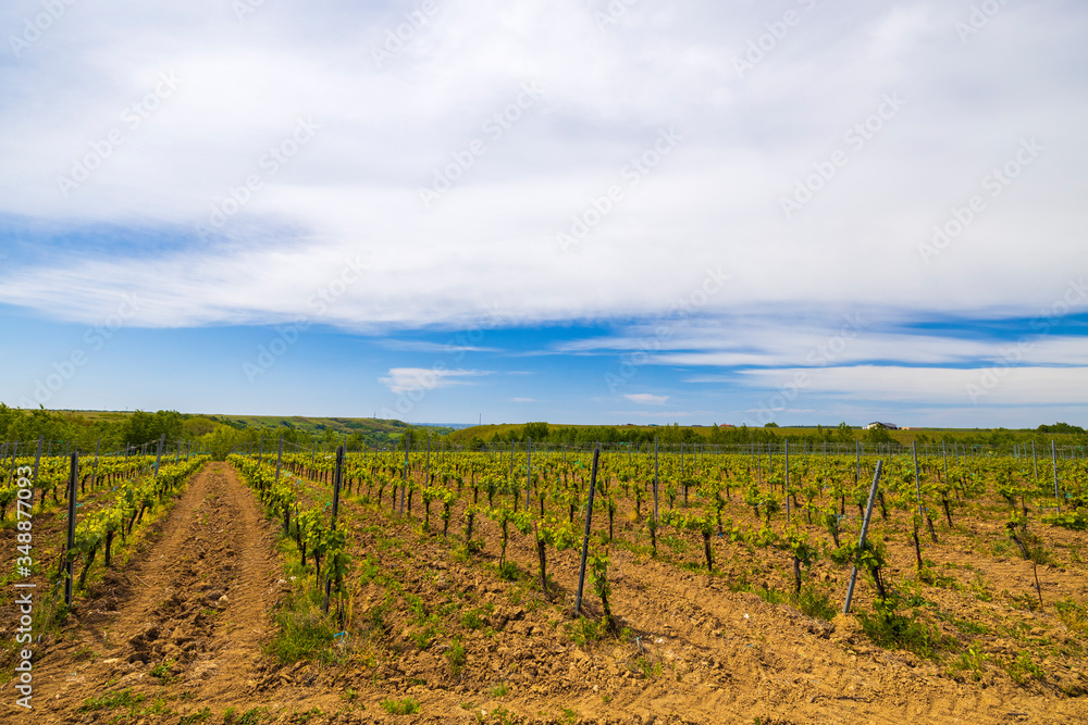 A young vineyard on a sunny spring day
