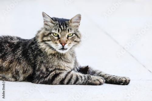 Portrait einer Katze in schwarz braun wei   getigert  schnurrt vor sich hin