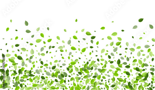 Olive Leaves Ecology Vector Template. Swirl 