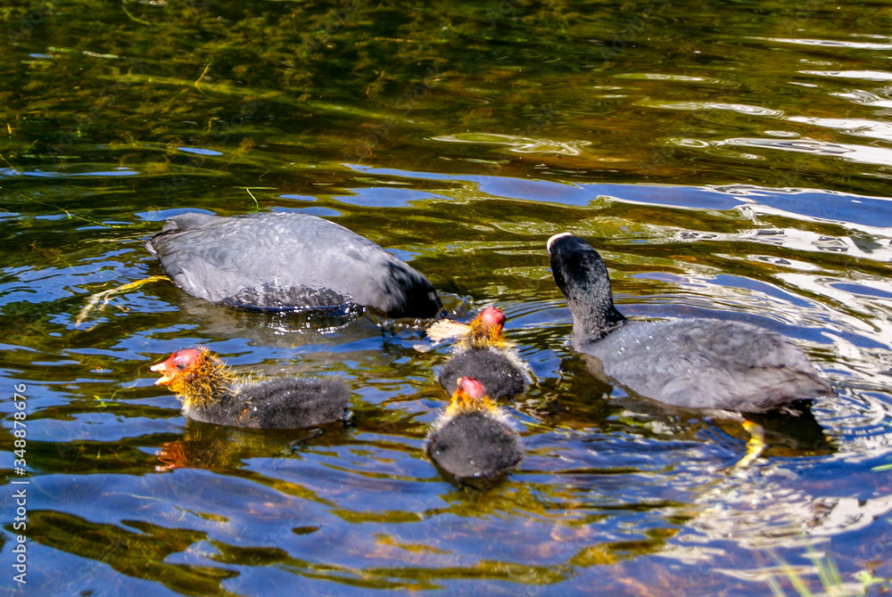 Aves de Amsterdam Aves de Amsterdam