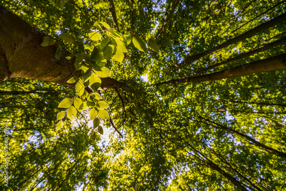 Obraz premium Sunlight in the green forest, spring time