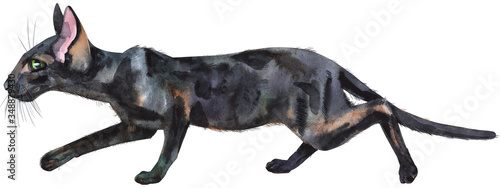 Watercolor oriental black cat. Painting animal illustration