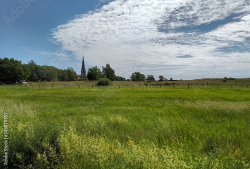 field of wheat
