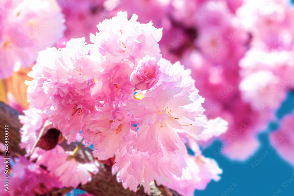 Close up of bright pink flowers on blooming sakura tree, selective focus Close up of bright pink flowers on blooming sakura tree, selective focus