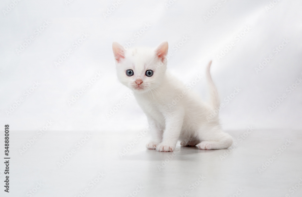 kitten sit on the floor - stock photo kitten sit on the floor - stock photo