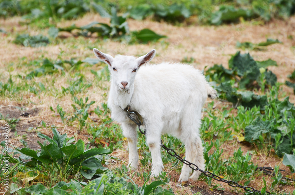 White goat in the village, photo White goat in the village, photo
