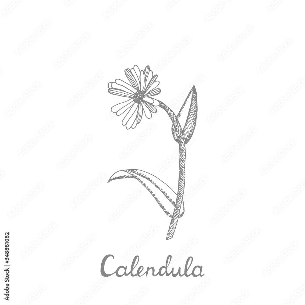 Calendula. Collection of hand drawn flowers and plants. Set of medicinal herbs sketch. Illustration in the style of engraving. Botanical plant Calendula. Collection of hand drawn flowers and plants. Set of medicinal herbs sketch. Illustration in the style of engraving. Botanical plant