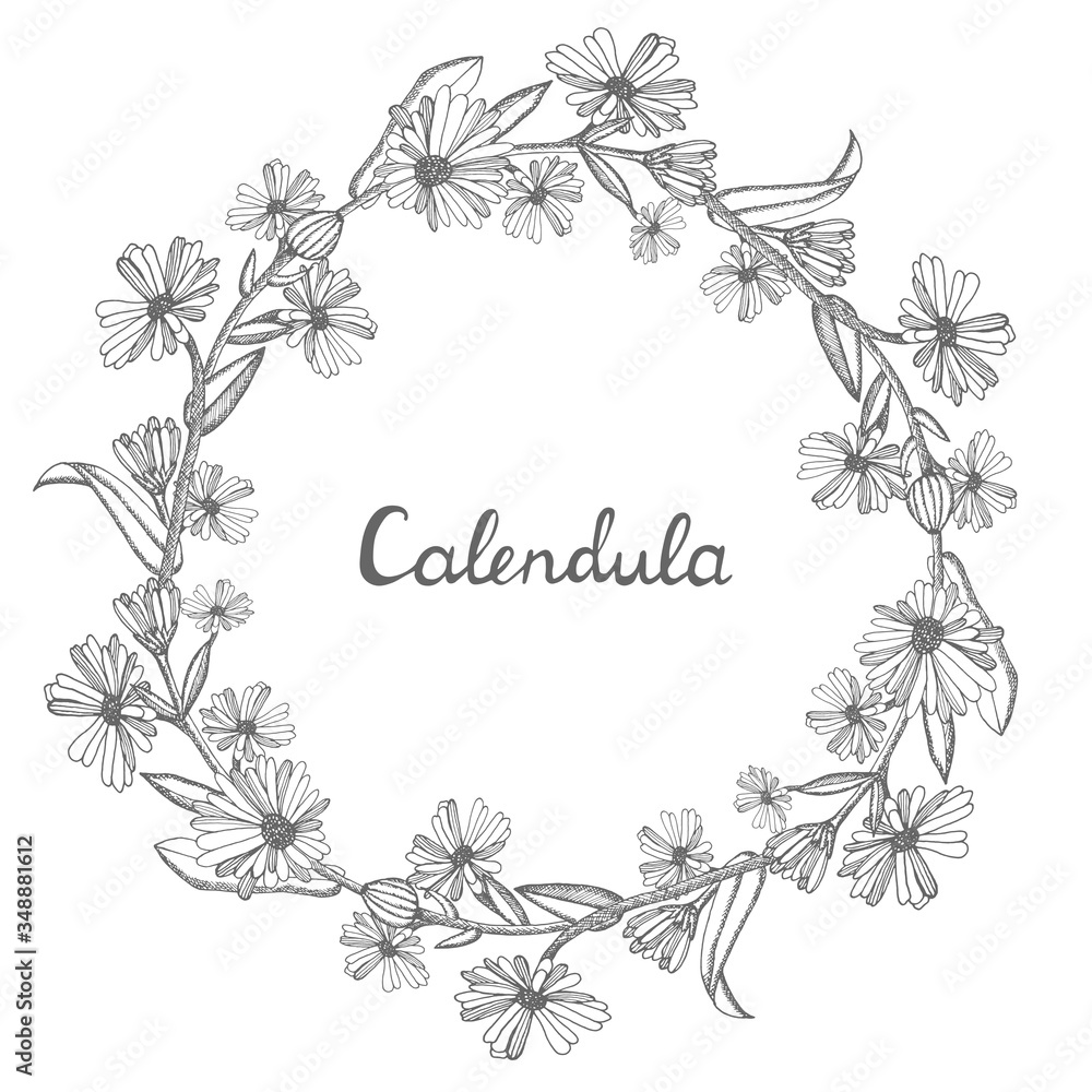 Round wreath made of Calendula with space for text. Collection of hand drawn flowers and plants. Set of medicinal herbs sketch. Illustration in the style of engraving. Botanical Round wreath made of Calendula with space for text. Collection of hand drawn flowers and plants. Set of medicinal herbs sketch. Illustration in the style of engraving. Botanical