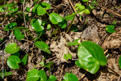 spring ants in green leaf