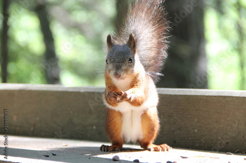 Red Squirrel snaps nuts outdoors