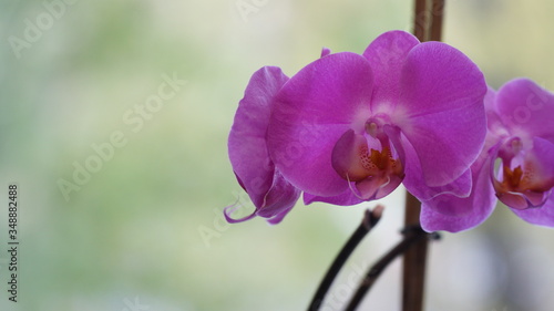 Violet flower near the window. Close-up. Look to the right