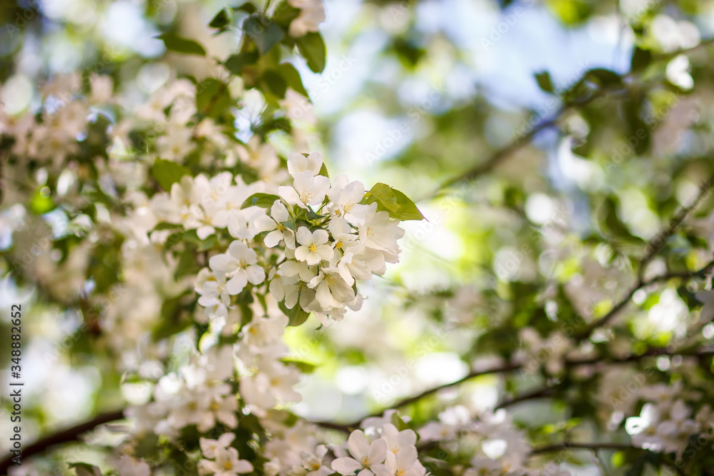 White flowers and bud of Wild Apple tree. Spring background with Apple tree blossom. White flowers and bud of Wild Apple tree. Spring background with Apple tree blossom.
