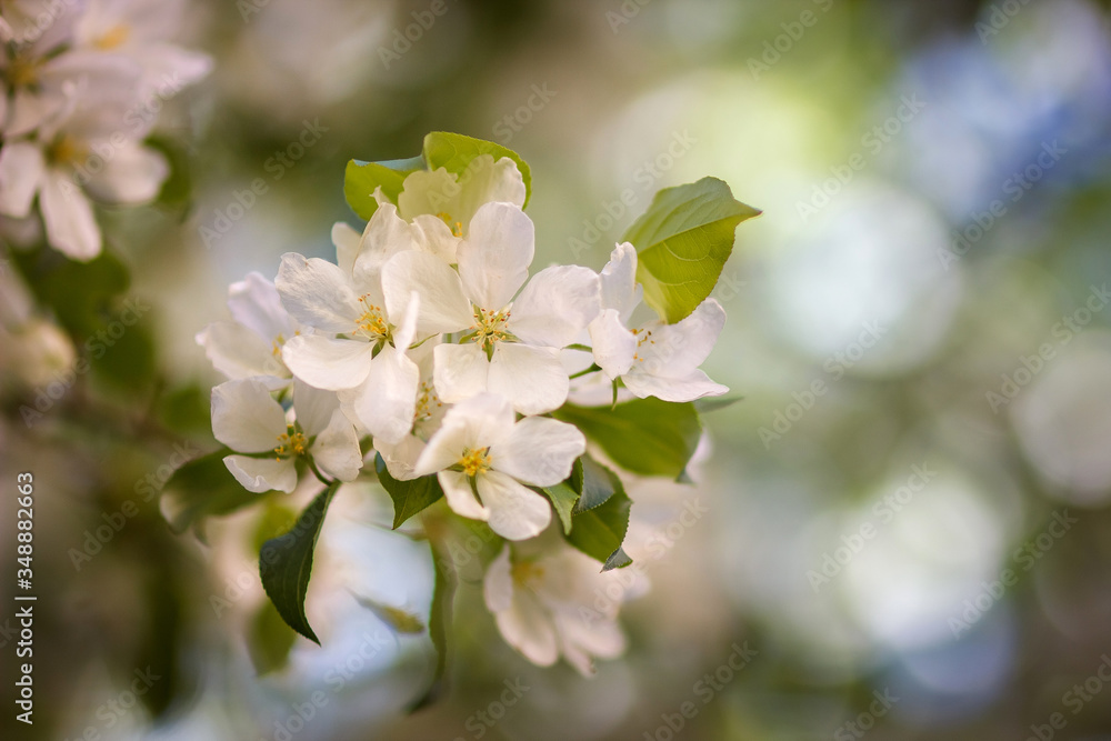 Blooming apple tree in spring time. Apple trees flowers. the seed-bearing part of a plant, consisting of reproductive organs (stamens and carpels) that are typically surrounded by a brightly colored Blooming apple tree in spring time. Apple trees flowers. the seed-bearing part of a plant, consisting of reproductive organs (stamens and carpels) that are typically surrounded by a brightly colored